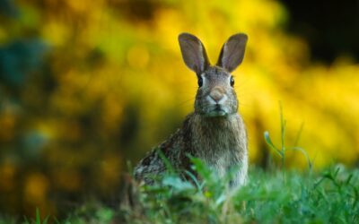 What happens when the TORTOISE and the HARE both run out of gas?